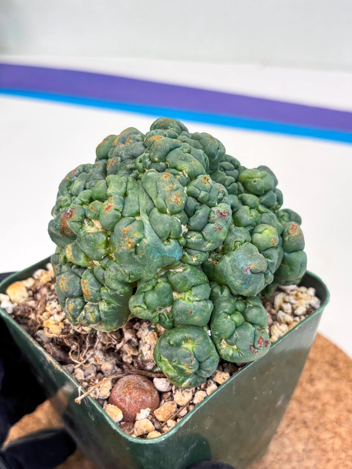 Coryphantha Elephantidens Cristata (r) | Discounted