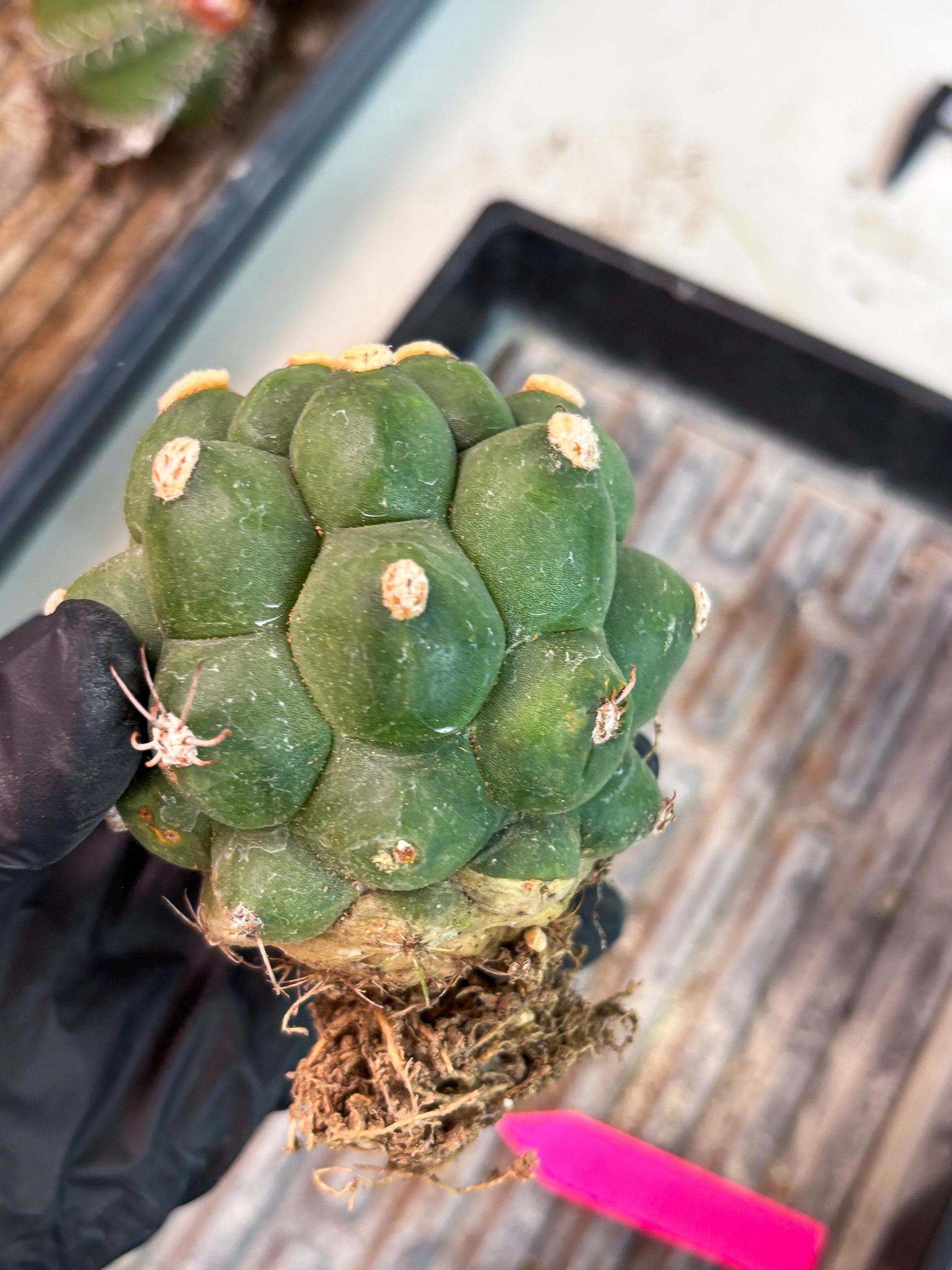 Gymnocalycium saglionis inermis (p) | Rare Import