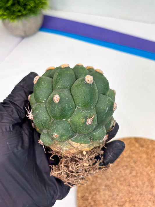 Gymnocalycium saglionis inermis (p) | Rare Import