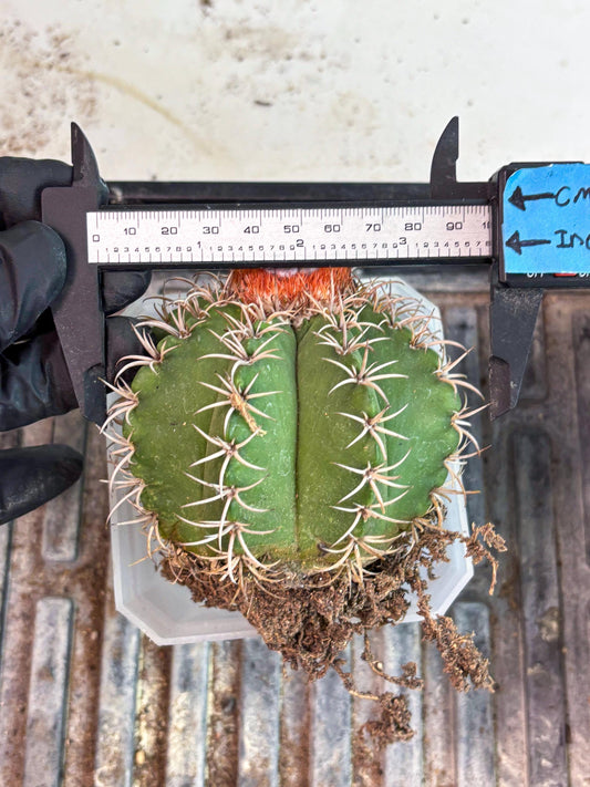 Cereus Geometrizans Matanzanus (p) | Rare Import