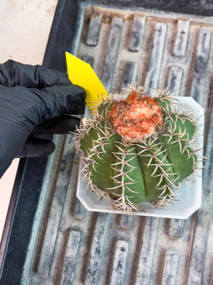 Cereus Geometrizans Matanzanus (y) | Rare Import