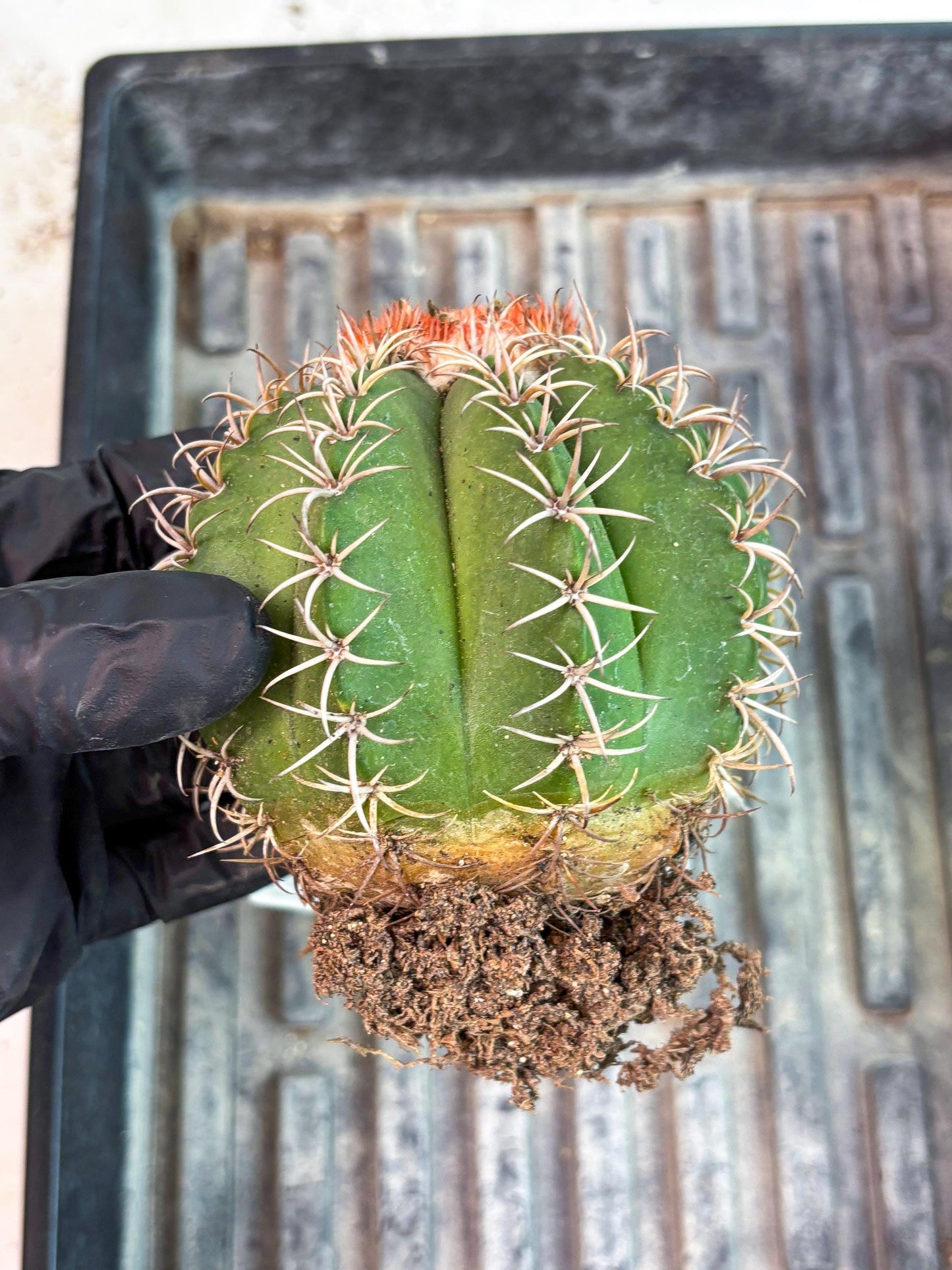 Cereus Geometrizans Matanzanus (y) | Rare Import