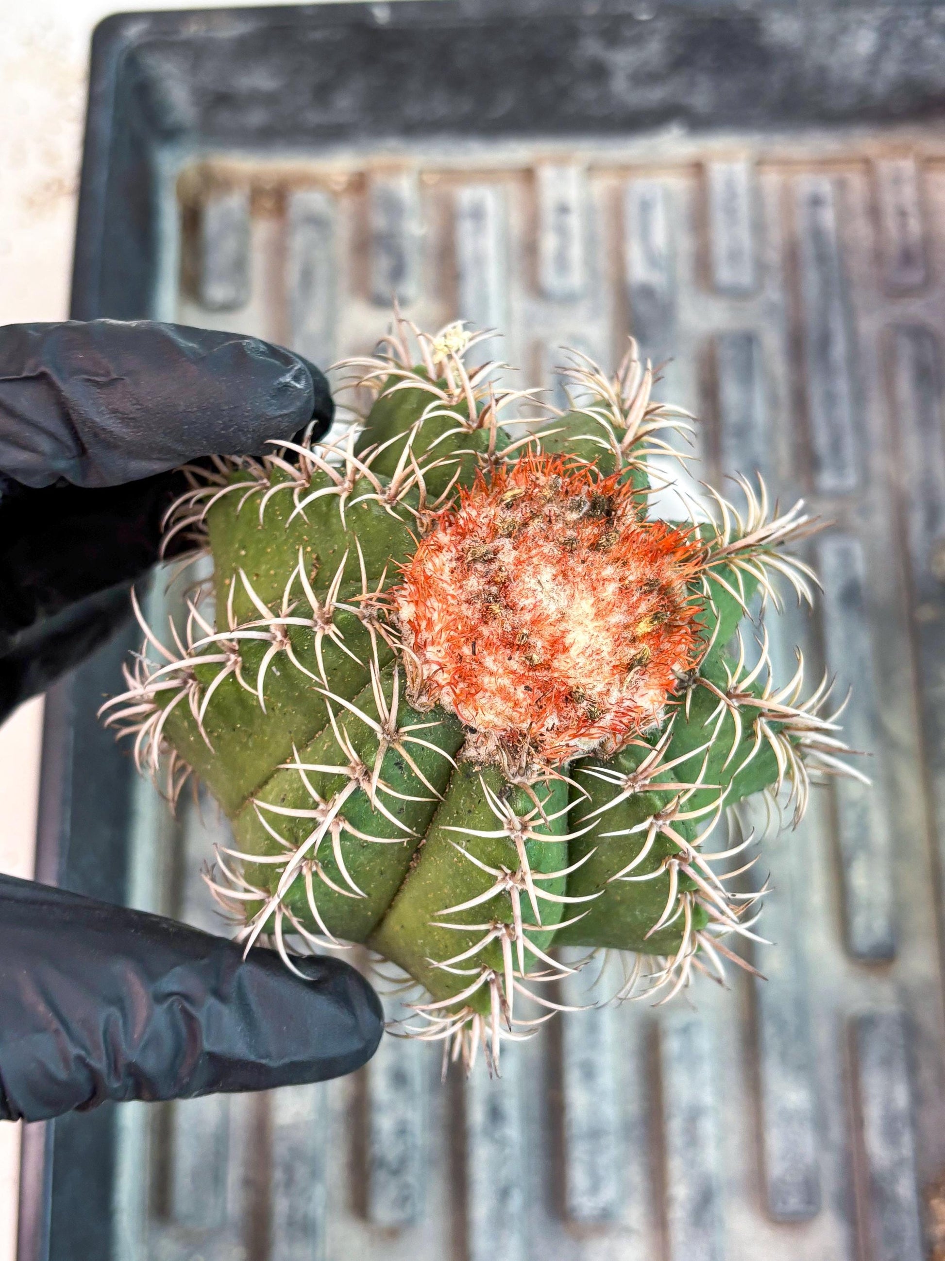 Cereus Geometrizans Matanzanus (y) | Rare Import