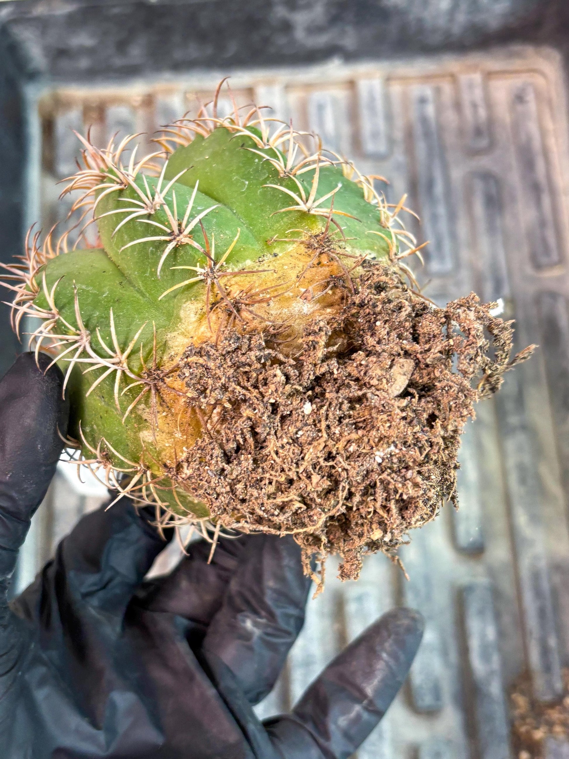 Cereus Geometrizans Matanzanus (y) | Rare Import