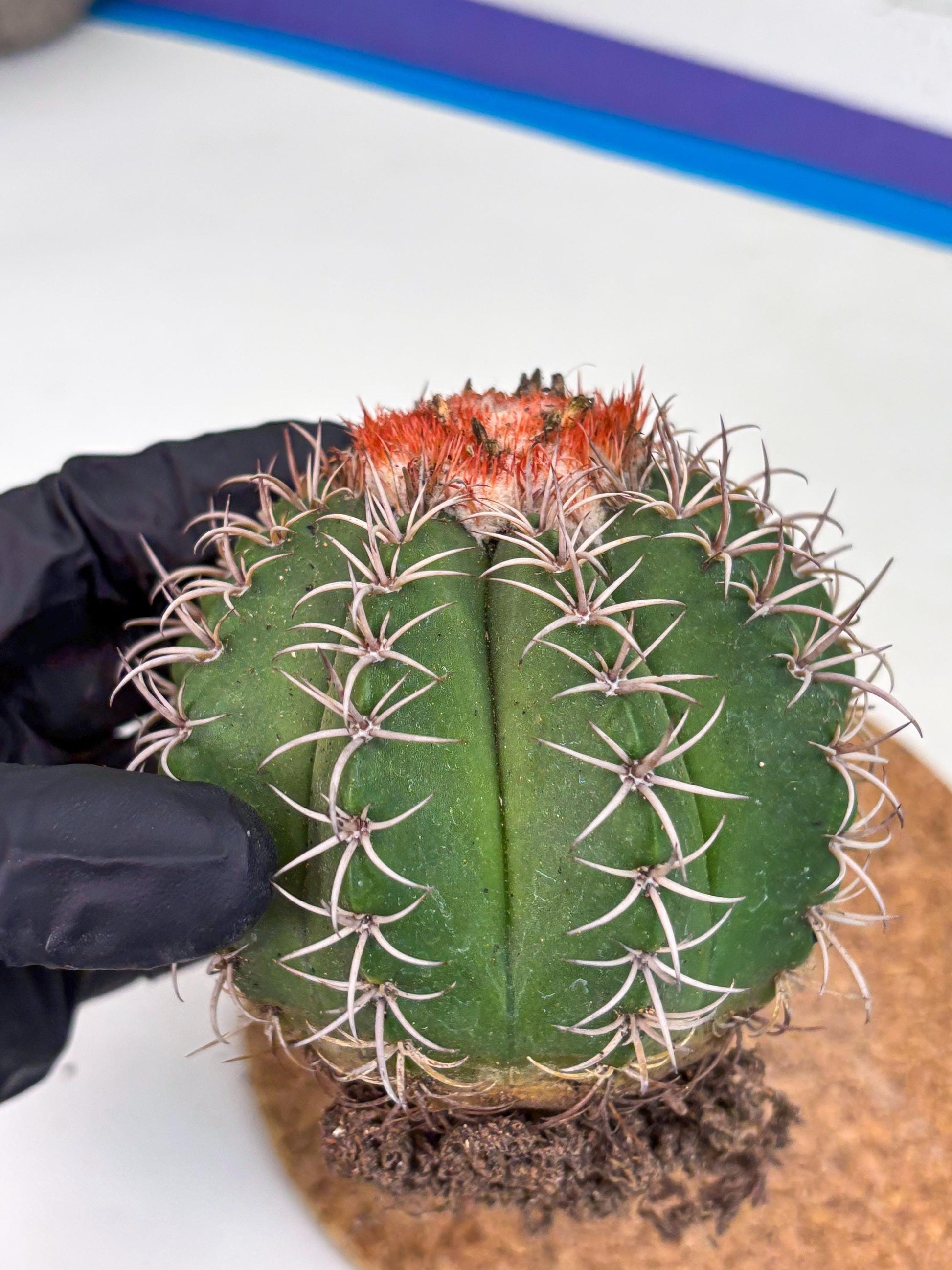 Cereus Geometrizans Matanzanus (y) | Rare Import