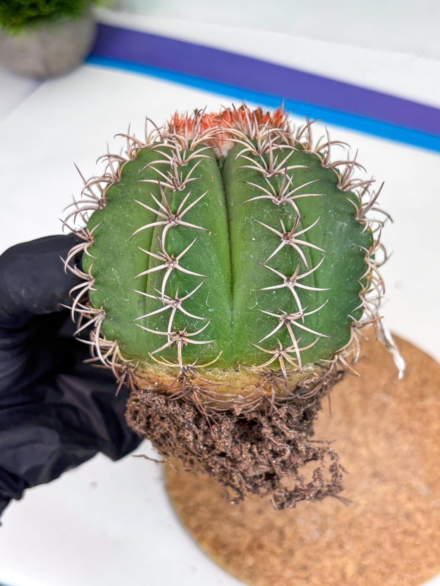 Cereus Geometrizans Matanzanus (y) | Rare Import