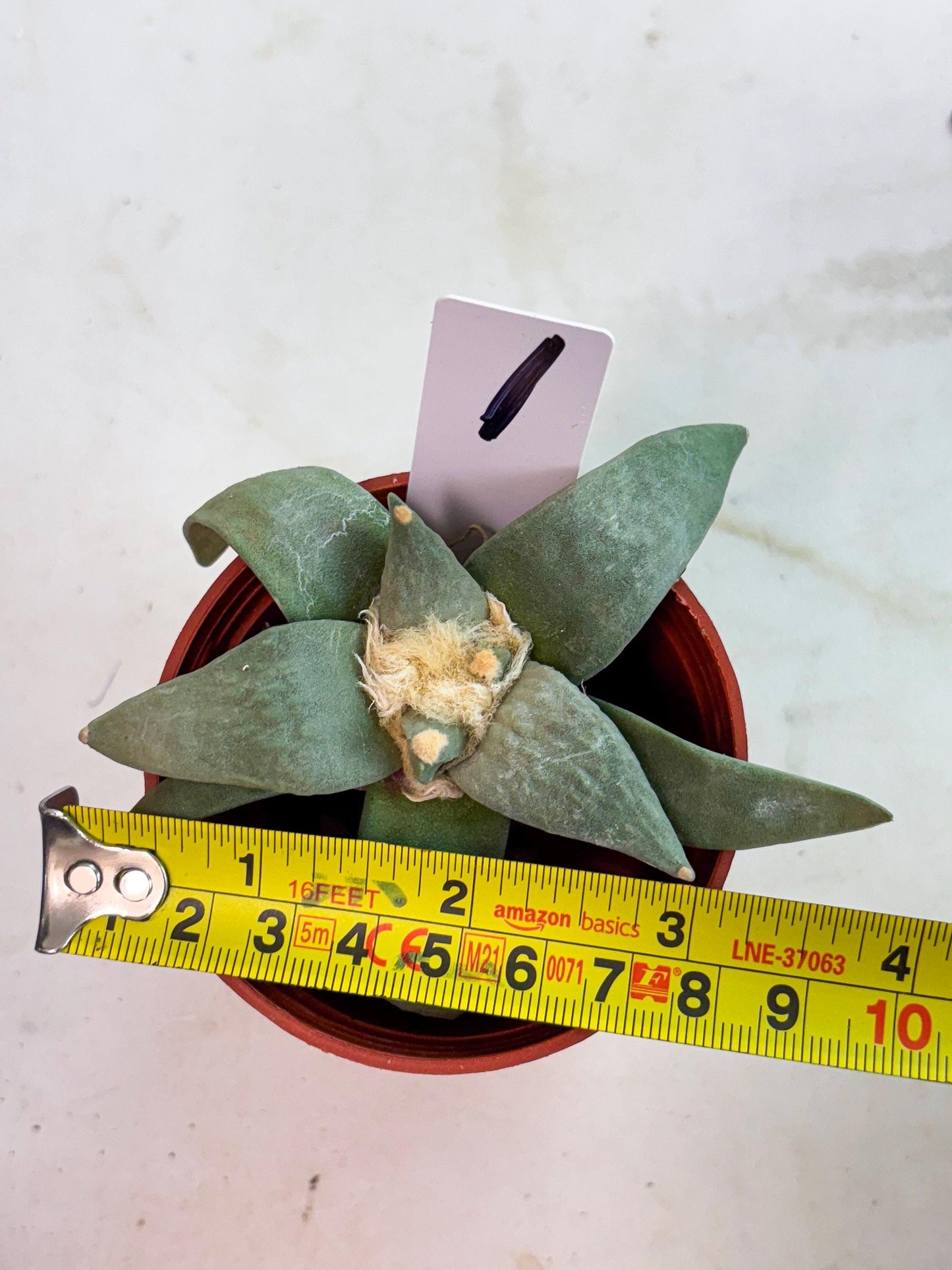 Retusus Furfuraceus (#1) | Very Rare Plant