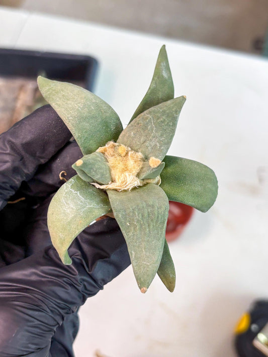 Retusus Furfuraceus (#1) | Very Rare Plant