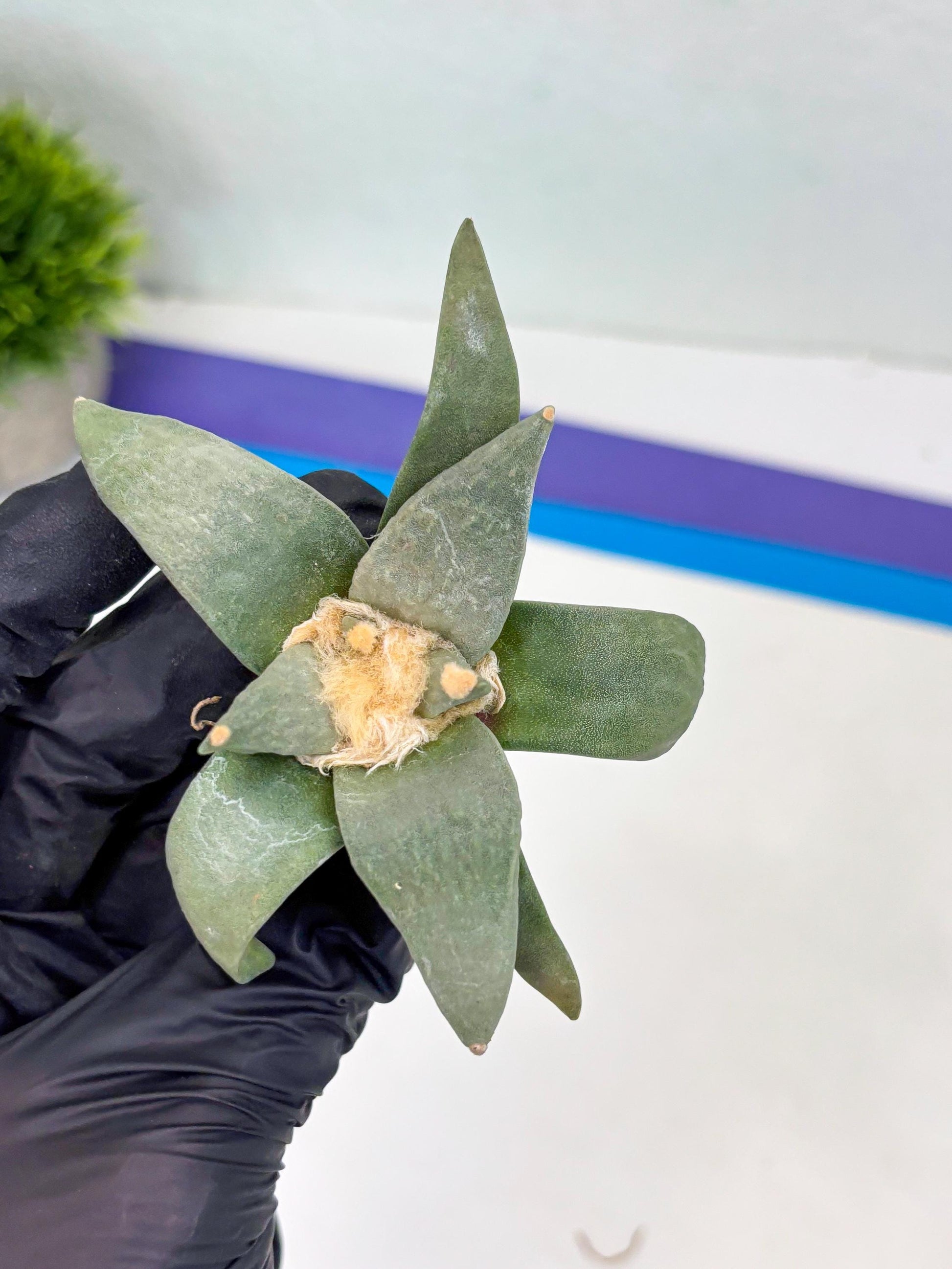 Retusus Furfuraceus (#1) | Very Rare Plant