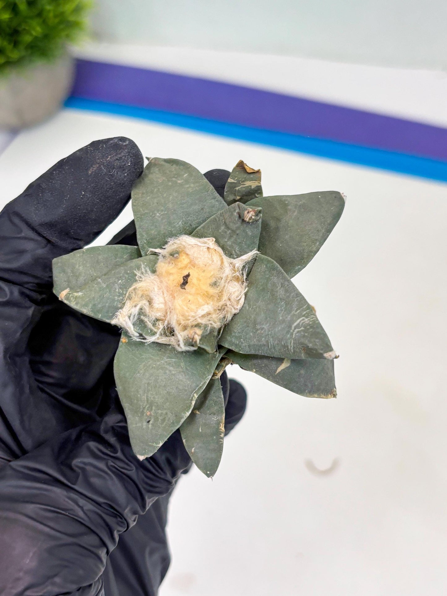 Retusus Furfuraceus (#2) | Very Rare Plant