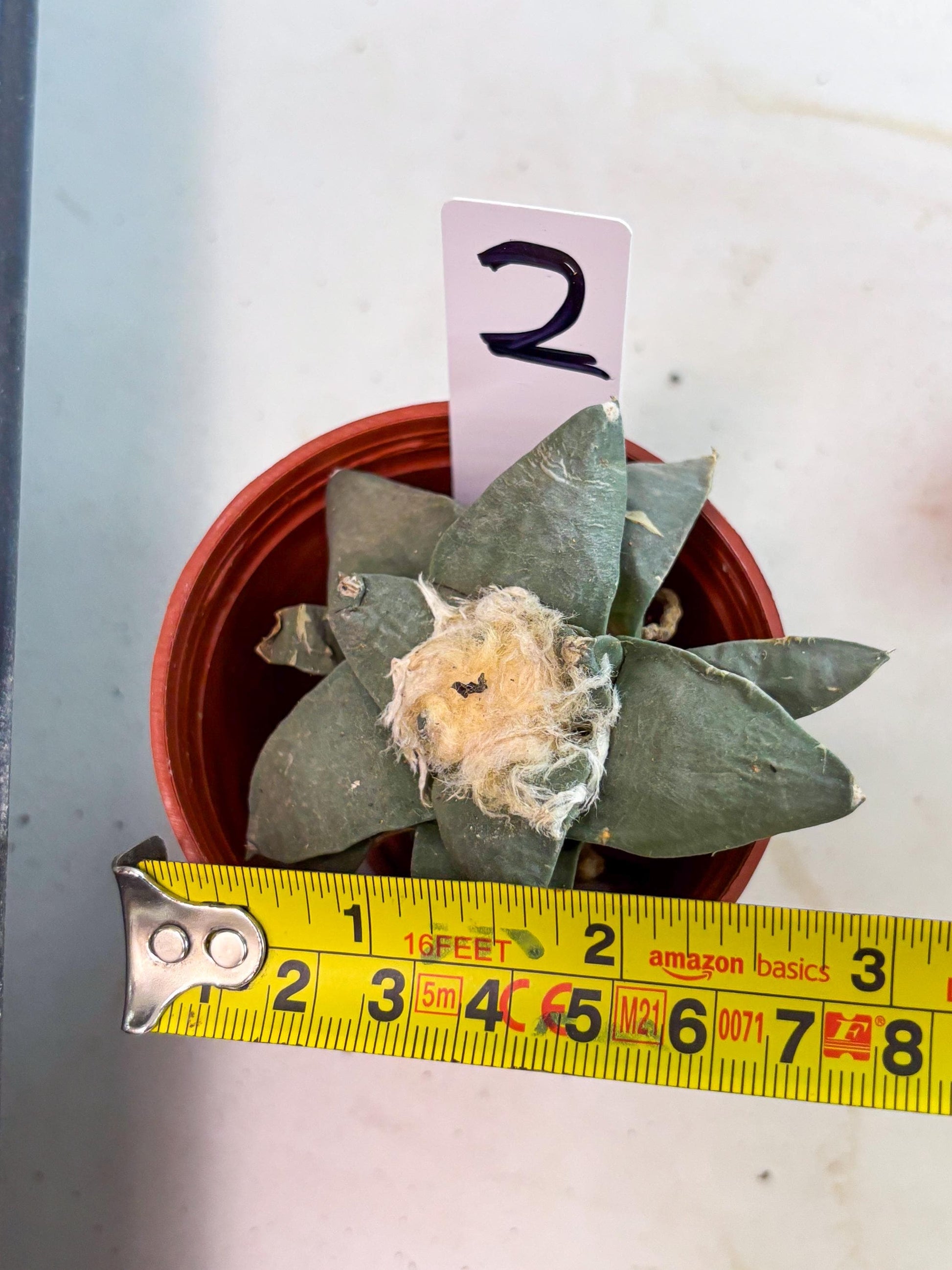 Retusus Furfuraceus (#2) | Very Rare Plant