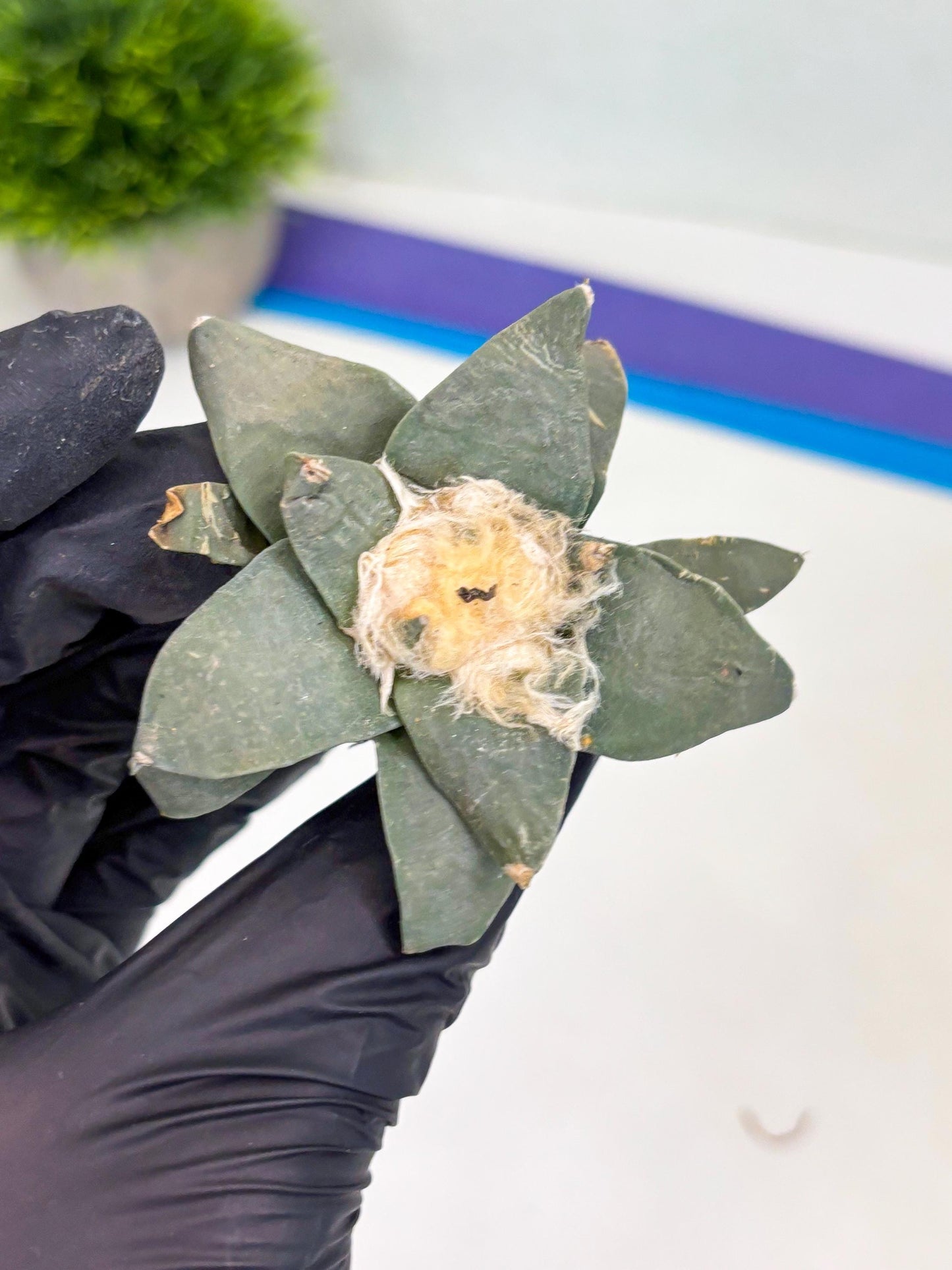 Retusus Furfuraceus (#2) | Very Rare Plant