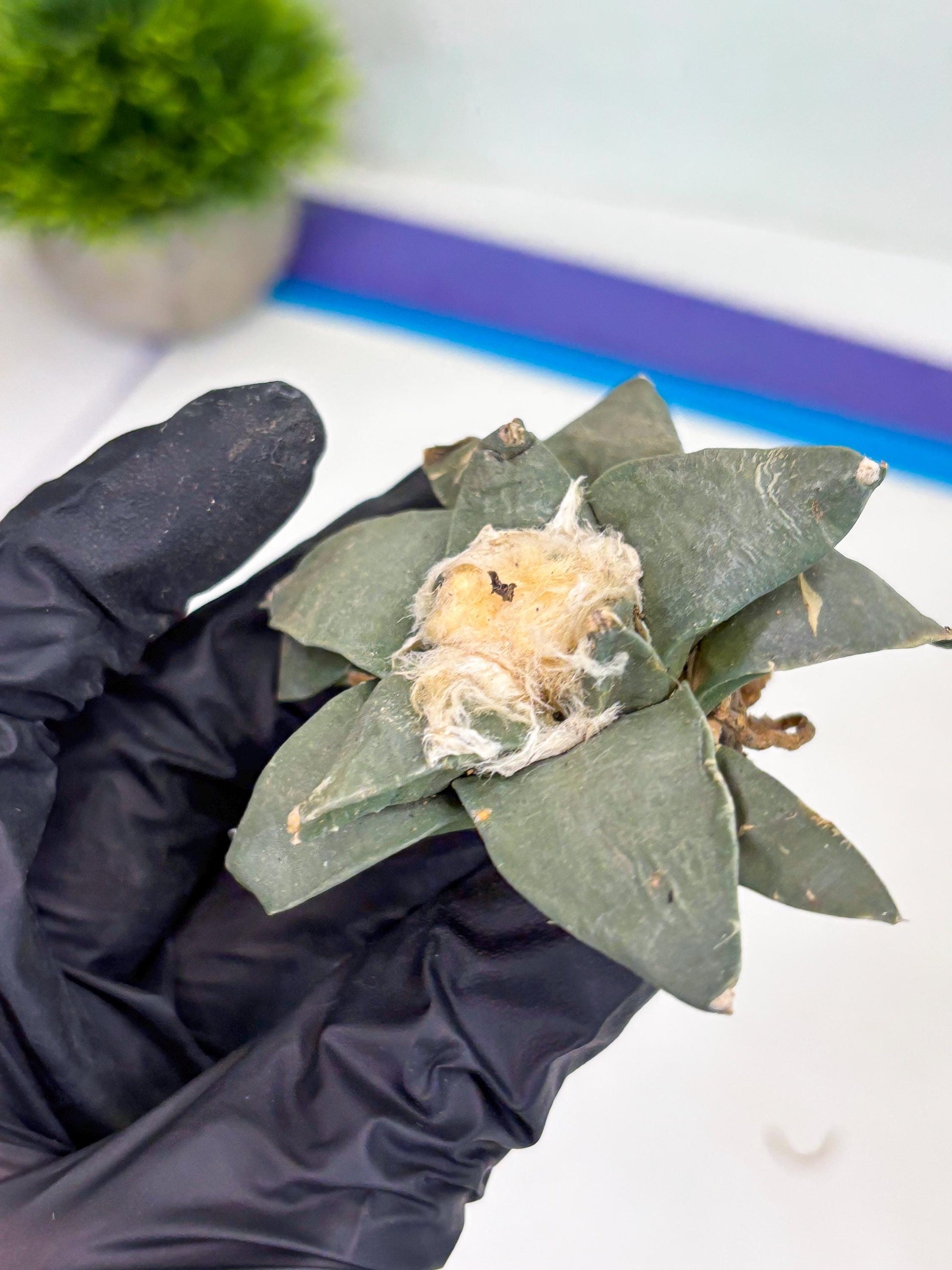 Retusus Furfuraceus (#2) | Very Rare Plant