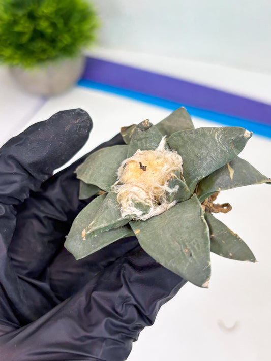 Retusus Furfuraceus (#2) | Very Rare Plant