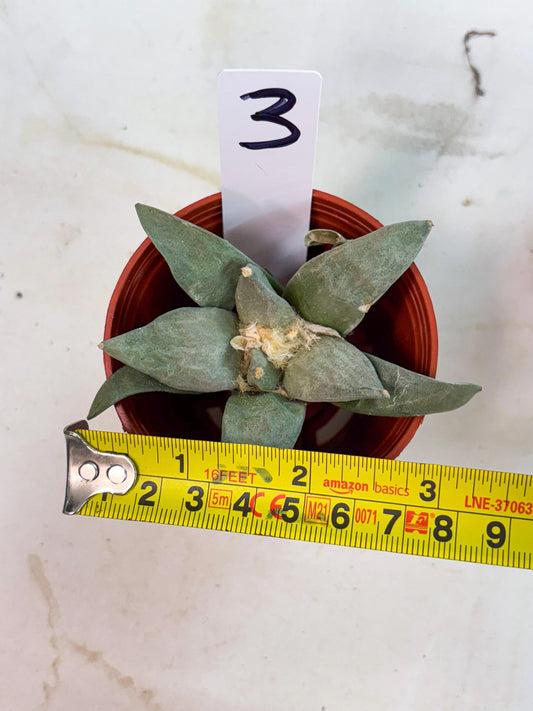 Retusus Furfuraceus (#3) | Very Rare Plant