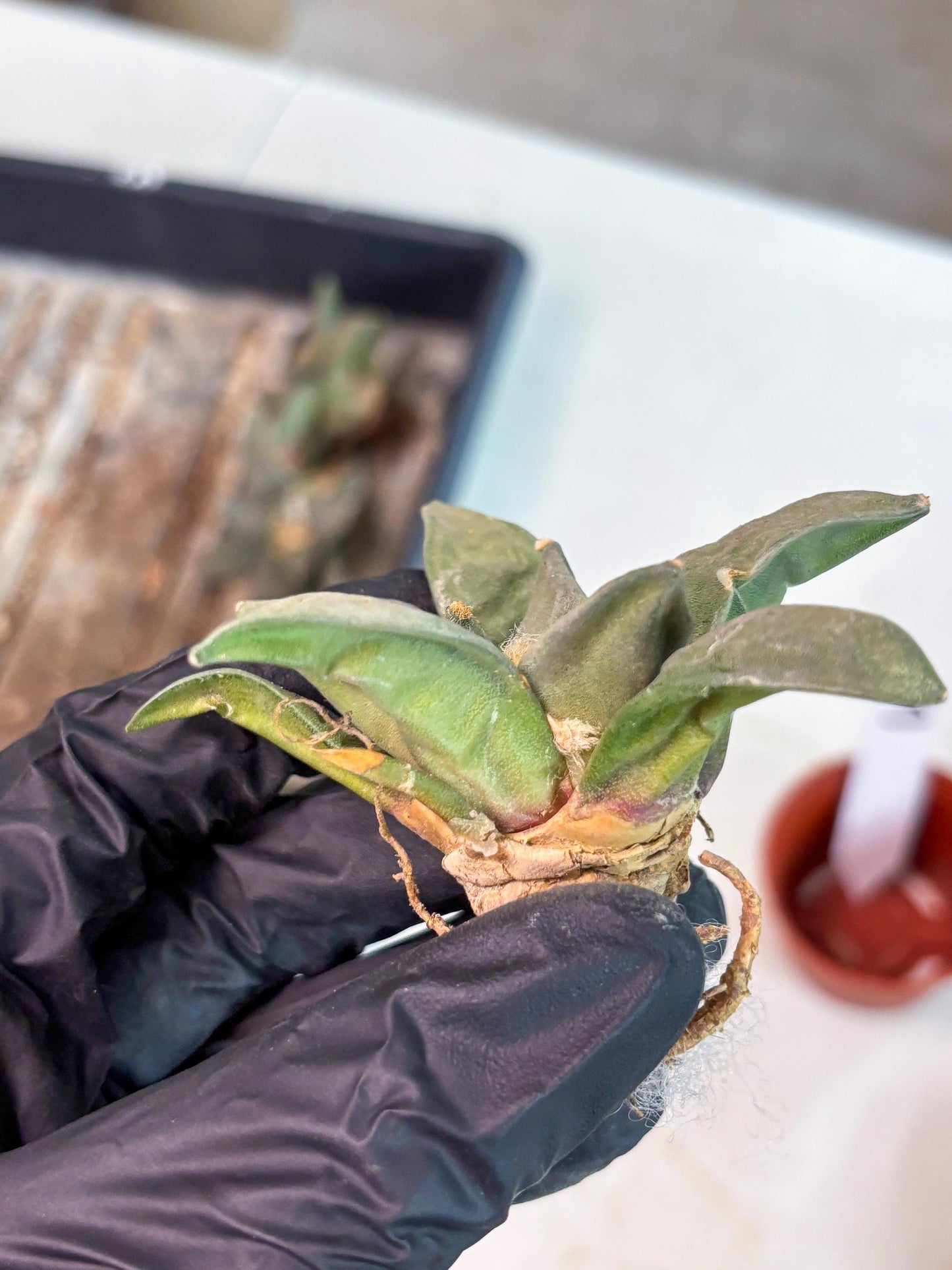 Retusus Furfuraceus (#3) | Very Rare Plant