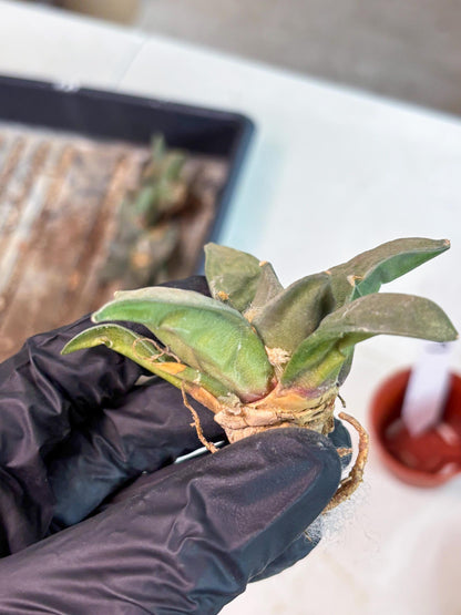 Retusus Furfuraceus (#3) | Very Rare Plant