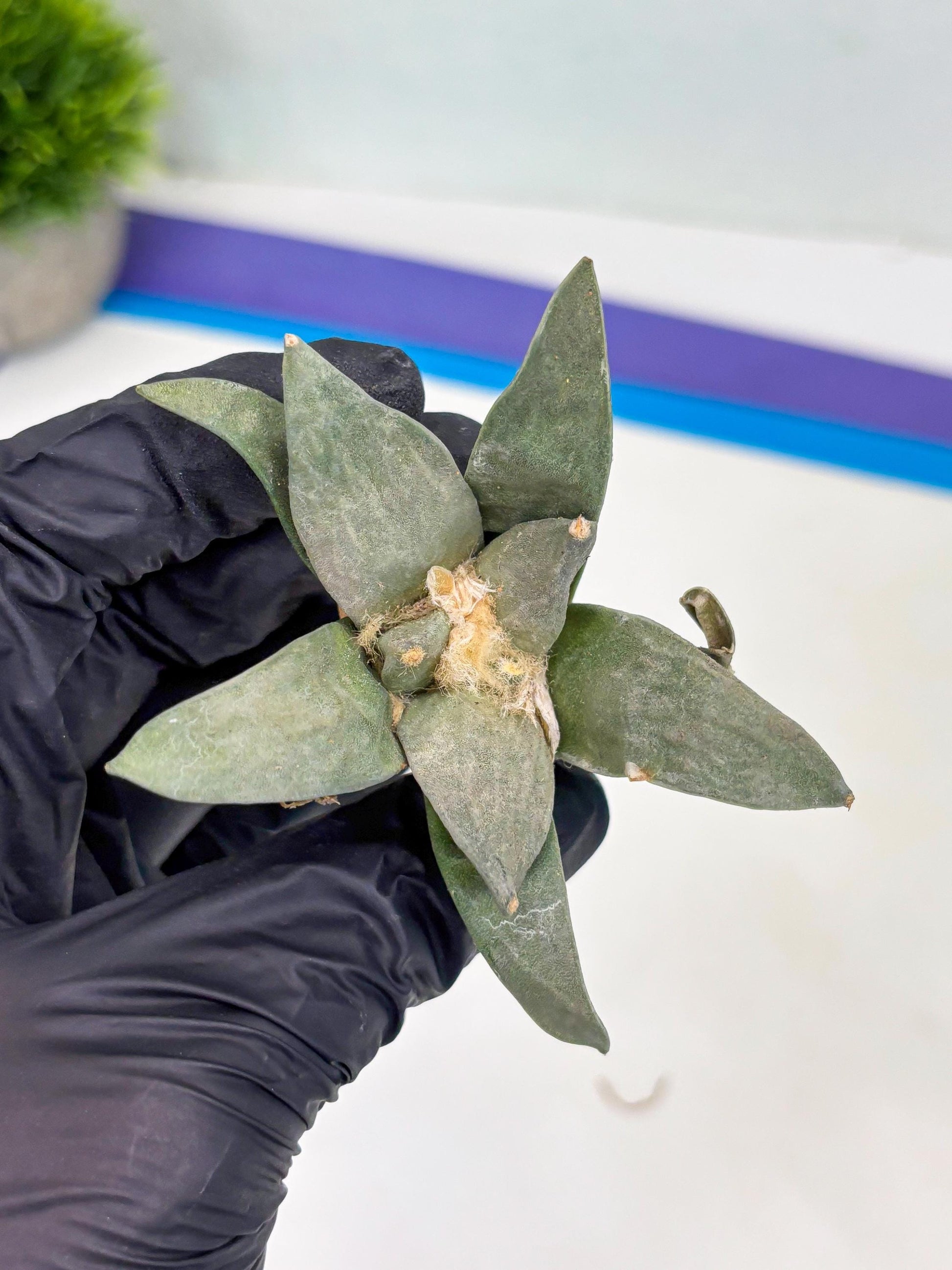 Retusus Furfuraceus (#3) | Very Rare Plant