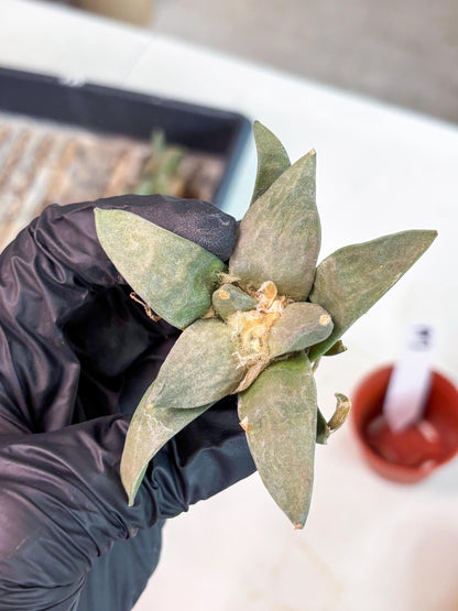 Retusus Furfuraceus (#3) | Very Rare Plant