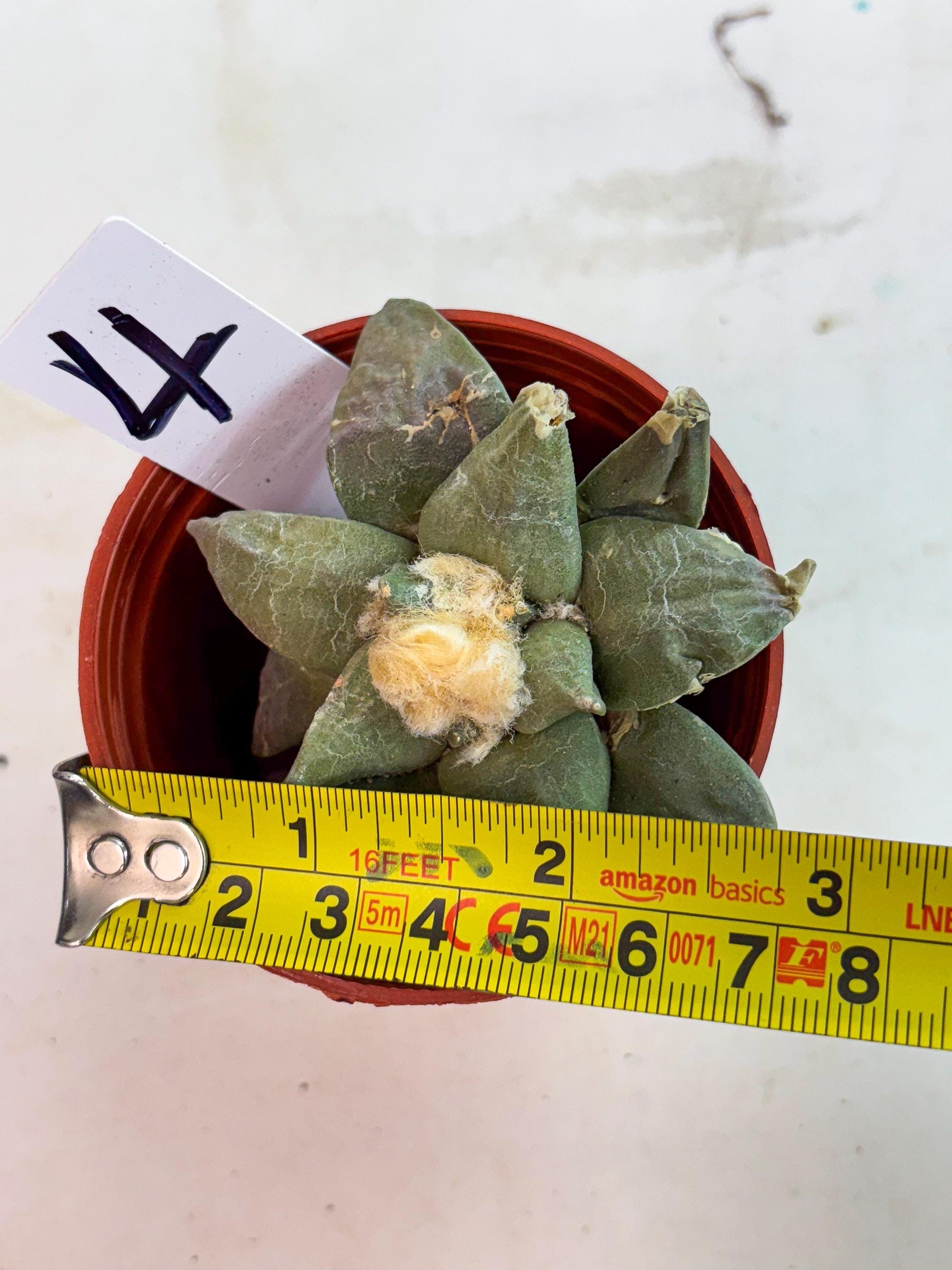 Retusus Furfuraceus (#4) | Very Rare Plant