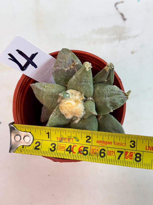 Retusus Furfuraceus (#4) | Very Rare Plant