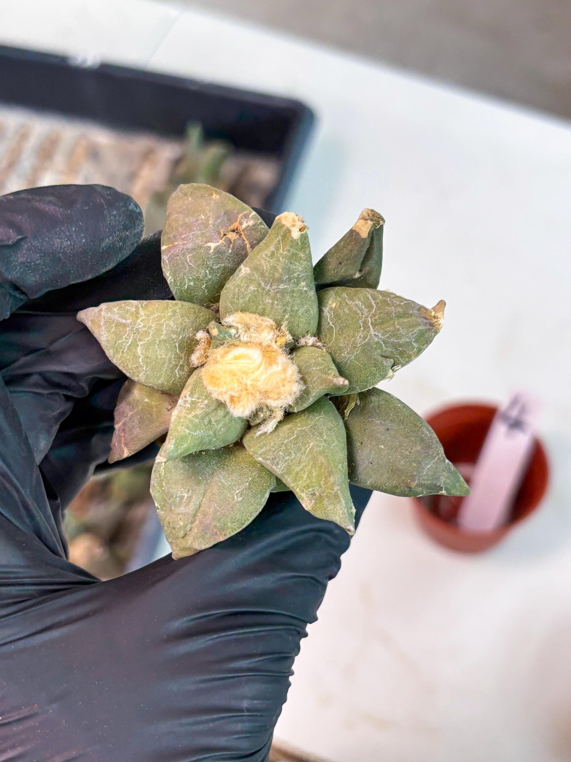 Retusus Furfuraceus (#4) | Very Rare Plant