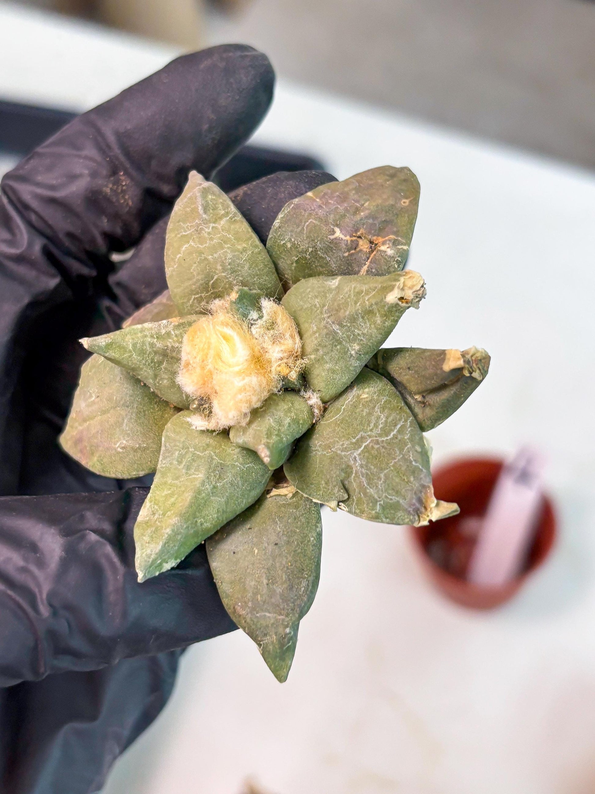 Retusus Furfuraceus (#4) | Very Rare Plant