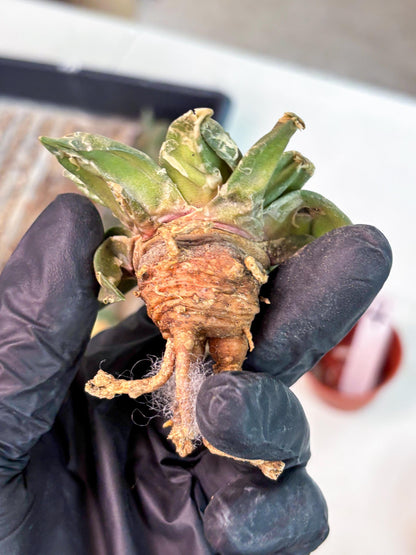 Retusus Furfuraceus (#4) | Very Rare Plant