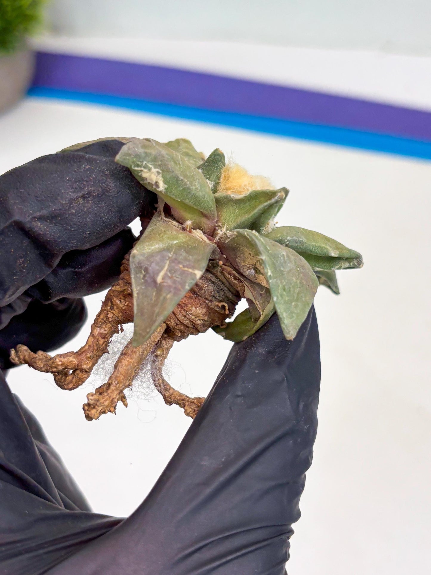 Retusus Furfuraceus (#4) | Very Rare Plant