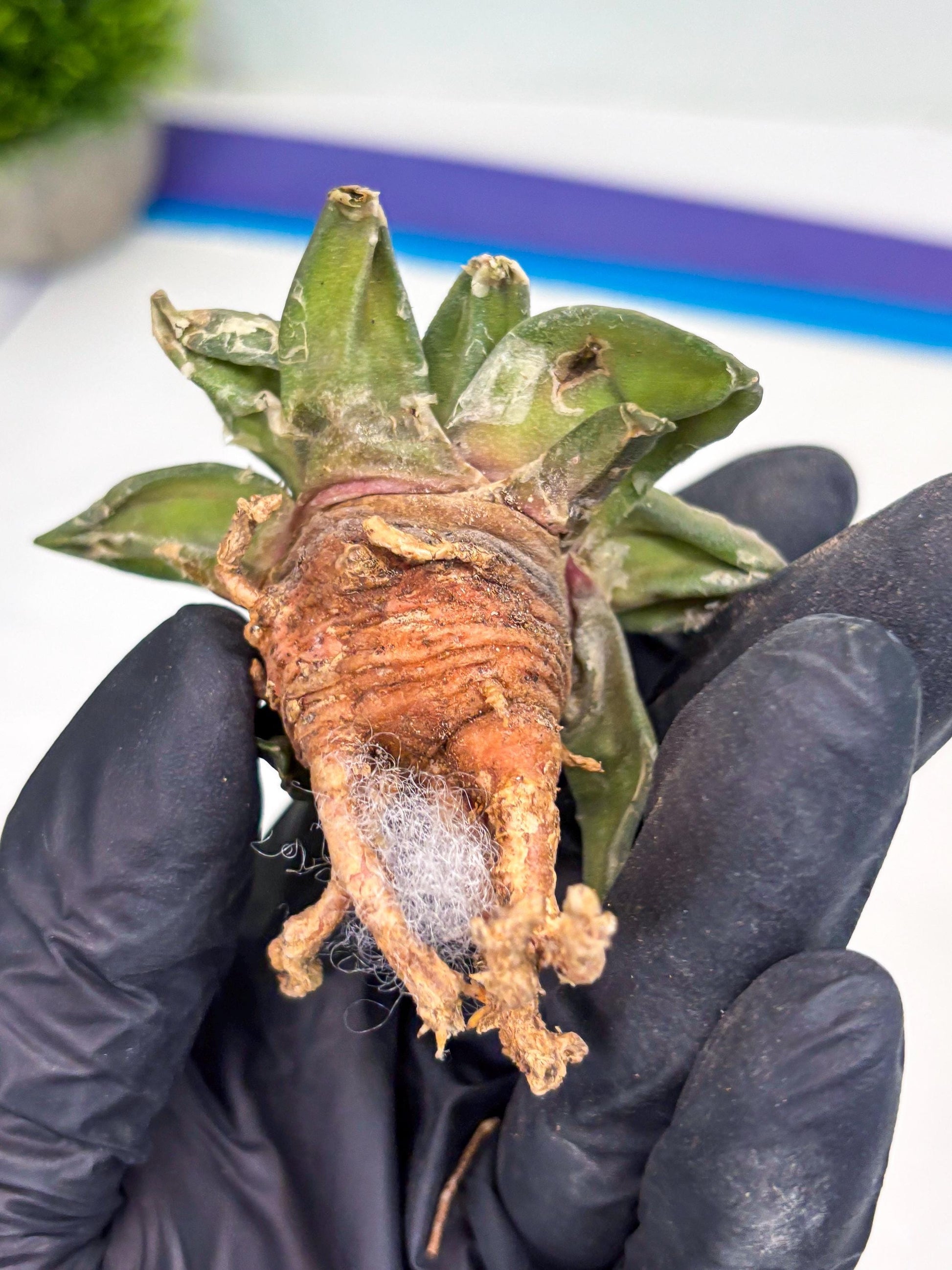 Retusus Furfuraceus (#4) | Very Rare Plant