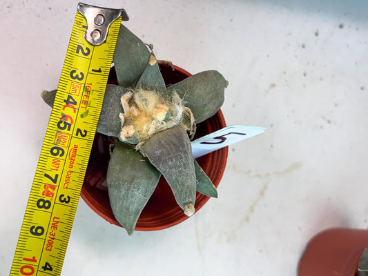 Retusus Furfuraceus (#5) | Very Rare Plant