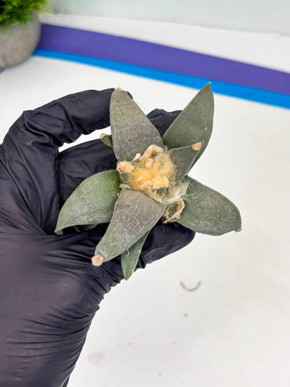 Retusus Furfuraceus (#5) | Very Rare Plant