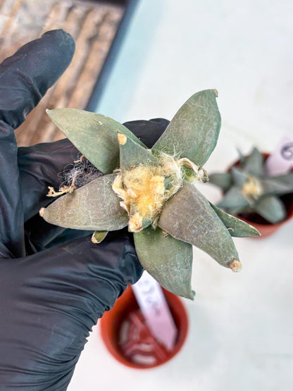 Retusus Furfuraceus (#5) | Very Rare Plant