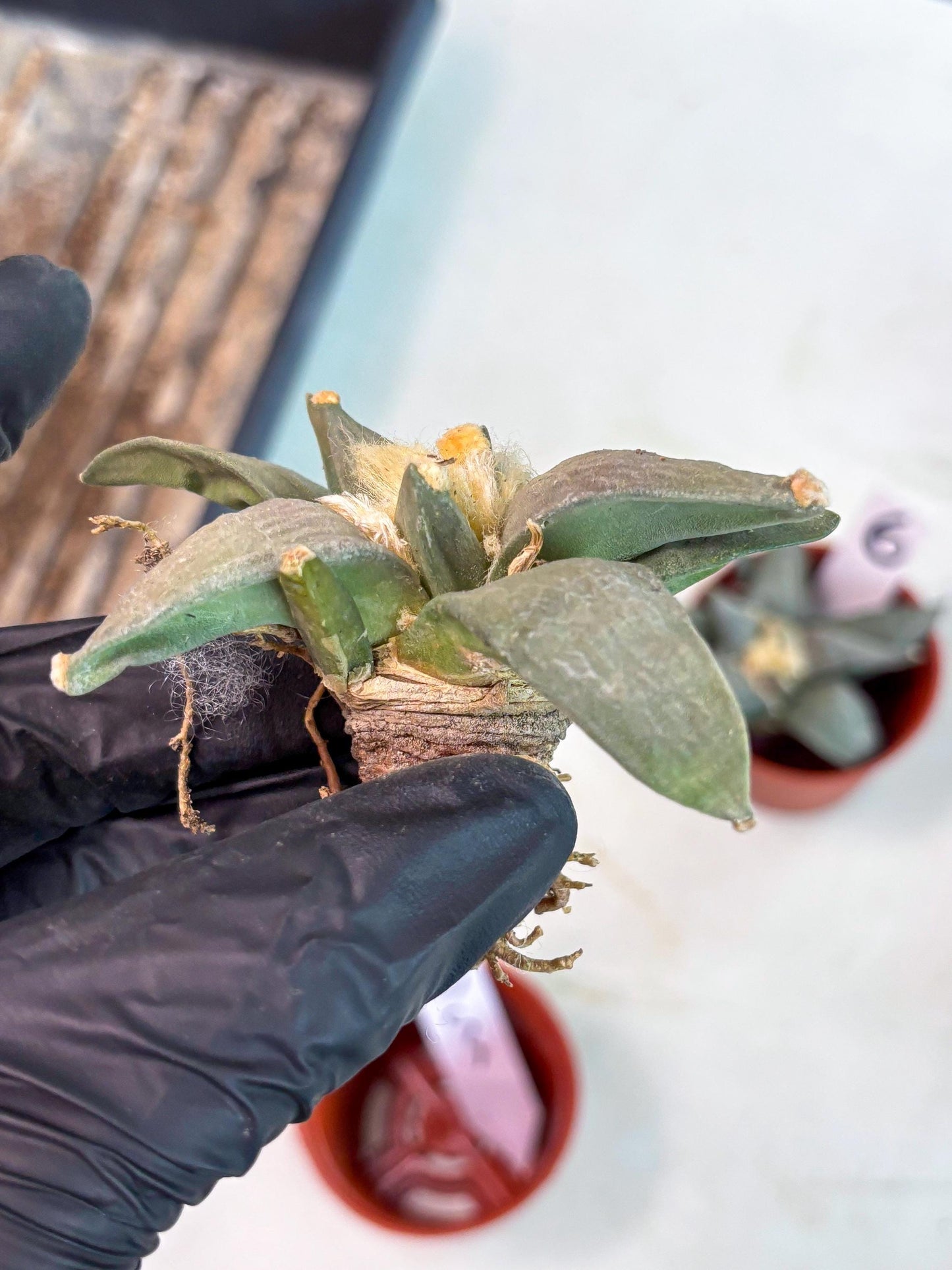 Retusus Furfuraceus (#5) | Very Rare Plant