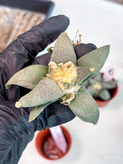 Retusus Furfuraceus (#5) | Very Rare Plant