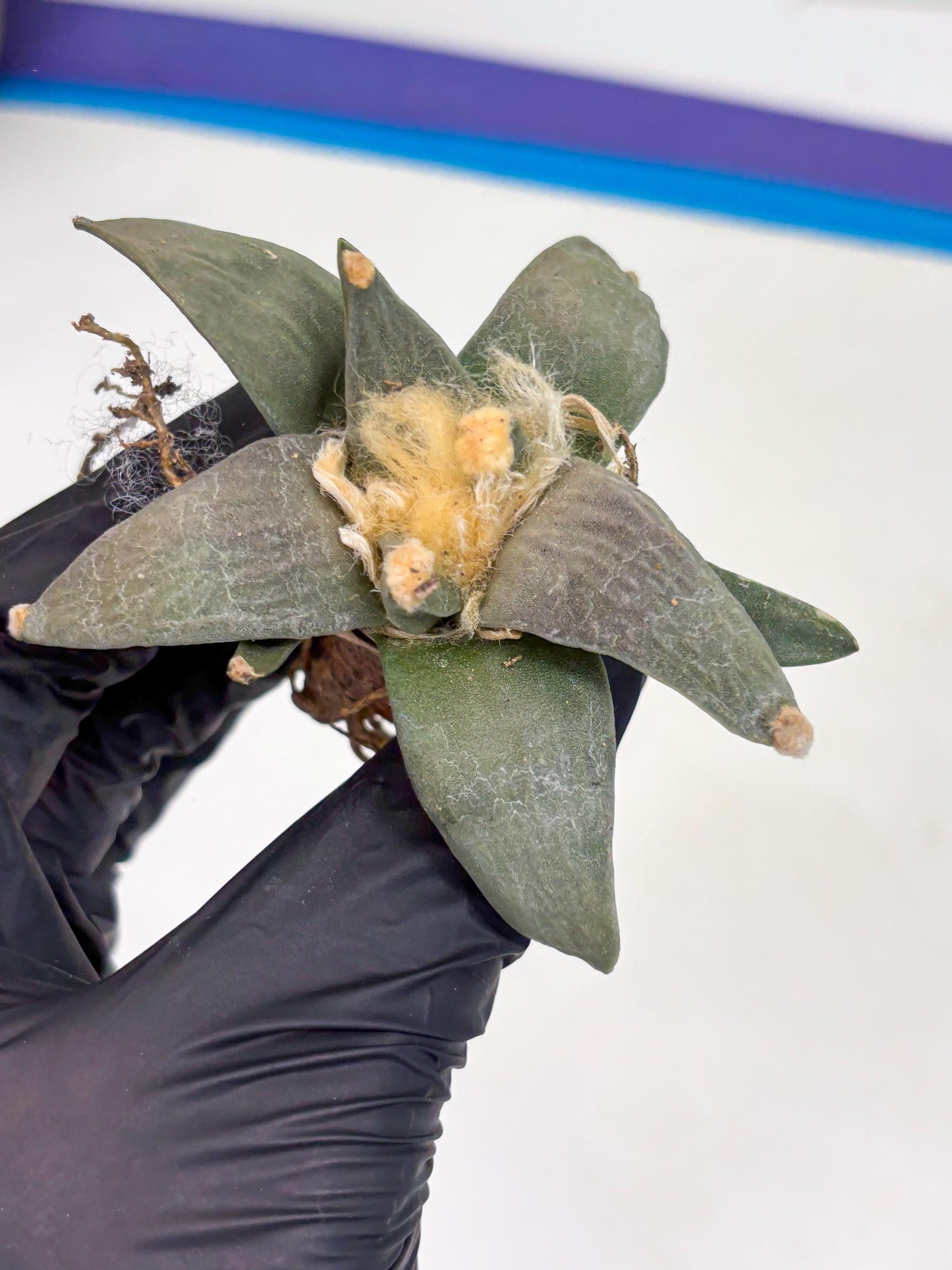 Retusus Furfuraceus (#5) | Very Rare Plant