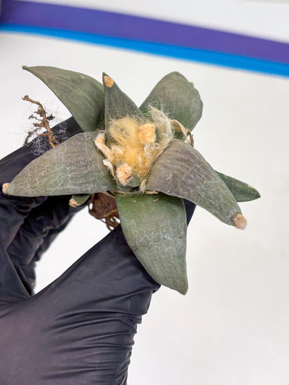 Retusus Furfuraceus (#5) | Very Rare Plant