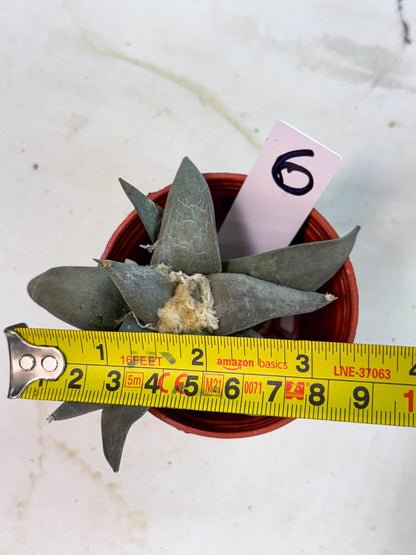 Retusus Furfuraceus (#6) | Very Rare Plant