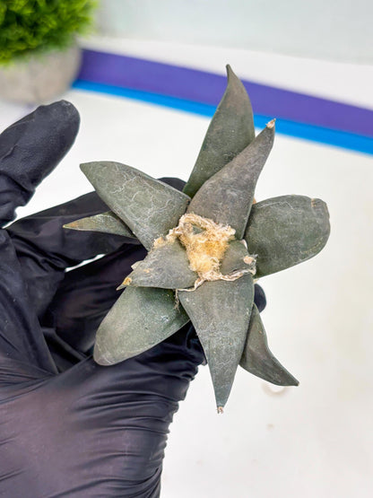 Retusus Furfuraceus (#6) | Very Rare Plant