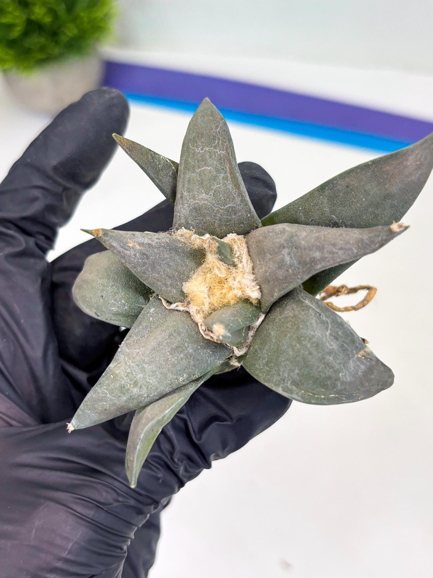 Retusus Furfuraceus (#6) | Very Rare Plant