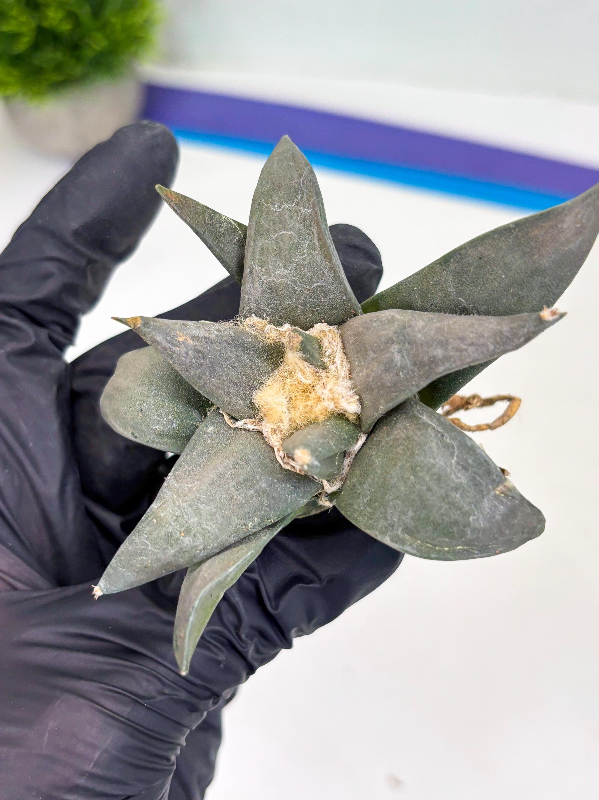 Retusus Furfuraceus (#6) | Very Rare Plant