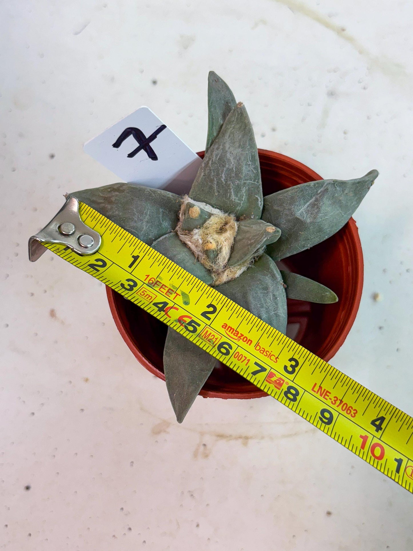 Retusus Furfuraceus (#7) | Very Rare Plant