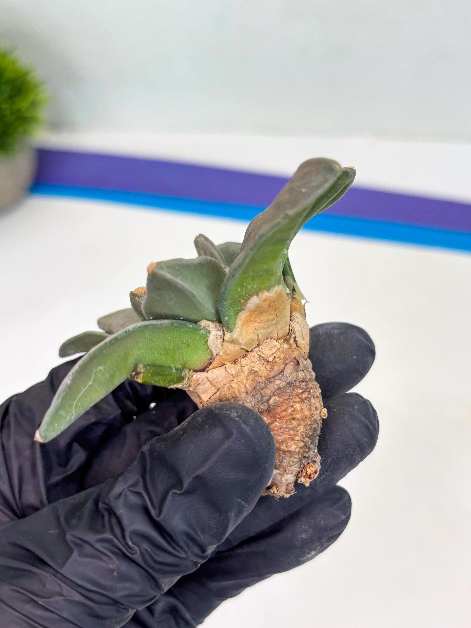 Retusus Furfuraceus (#7) | Very Rare Plant