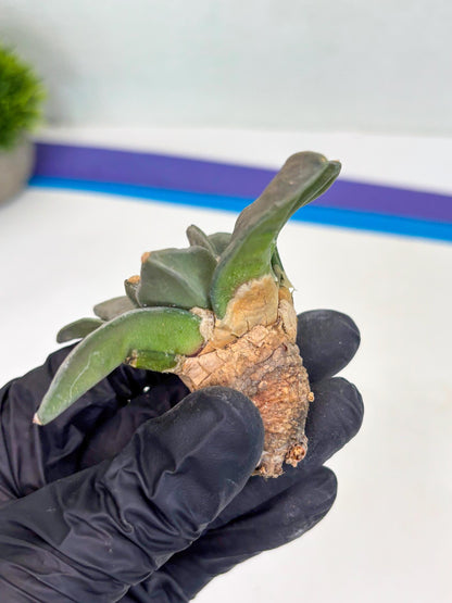 Retusus Furfuraceus (#7) | Very Rare Plant