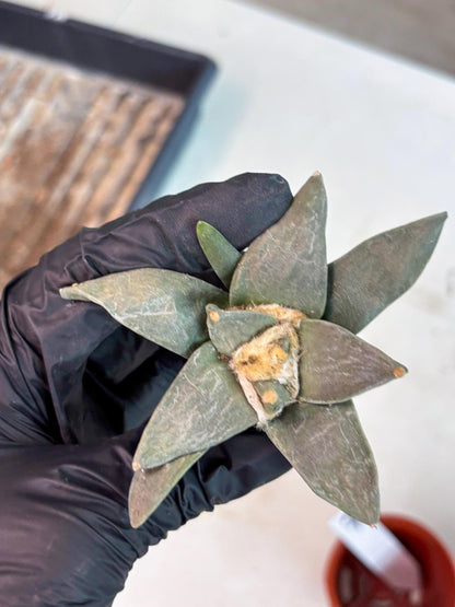 Retusus Furfuraceus (#7) | Very Rare Plant