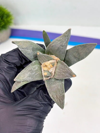 Retusus Furfuraceus (#7) | Very Rare Plant