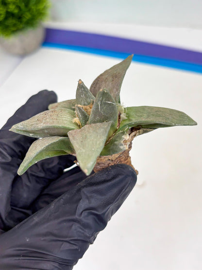 Retusus Furfuraceus (#8) | Very Rare Plant