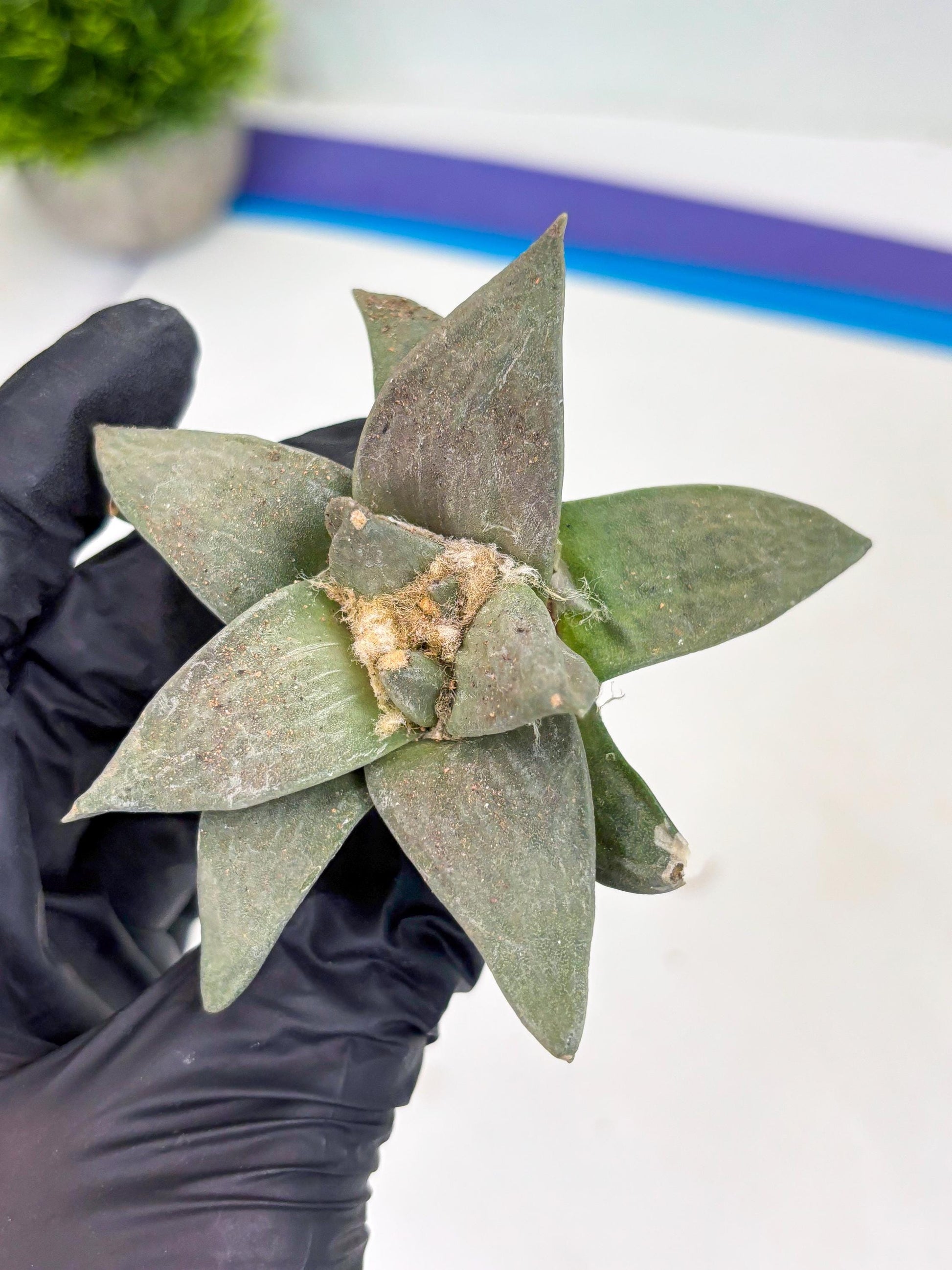 Retusus Furfuraceus (#8) | Very Rare Plant