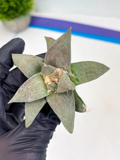 Retusus Furfuraceus (#8) | Very Rare Plant