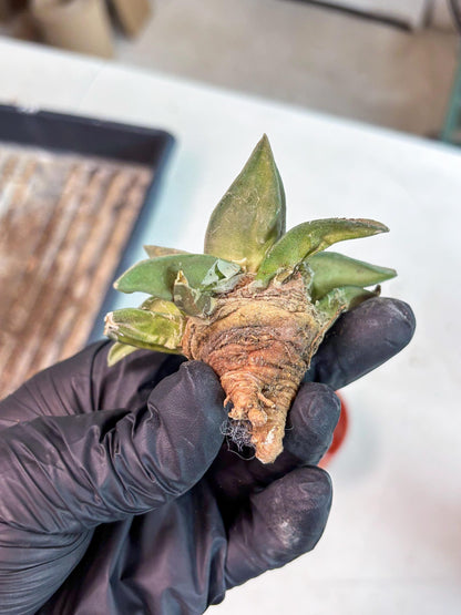 Retusus Furfuraceus (#8) | Very Rare Plant